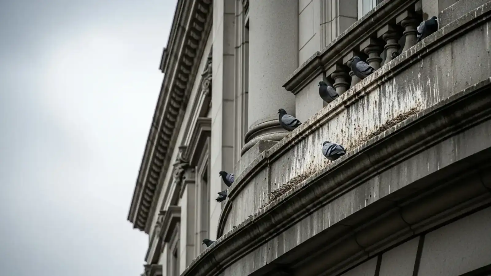 Bird Control services