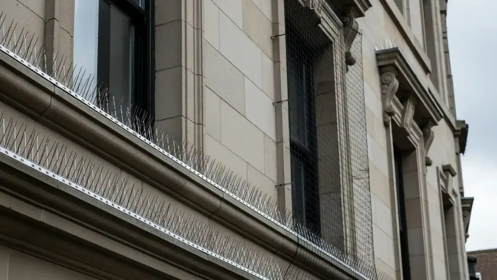 Commercial Bird Control service